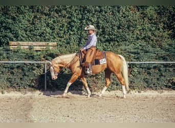 American Quarter Horse, Hengst, 5 Jahre, Overo-alle-Farben