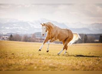 American Quarter Horse, Hengst, 6 Jaar, Overo-alle-kleuren