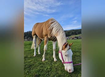 American Quarter Horse, Hengst, 4 Jahre, 145 cm, Palomino