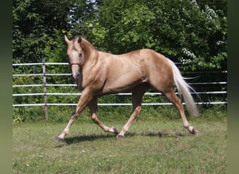 American Quarter Horse, Hengst, 21 Jahre, 160 cm, Palomino