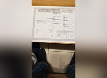 American Quarter Horse, Hengst, 9 Jahre, 142 cm, Palomino