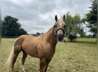 American Quarter Horse, Hengst, 5 Jahre, 152 cm, Palomino