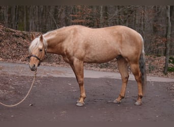 American Quarter Horse, Hengst, 8 Jaar, 150 cm, Palomino