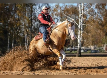 American Quarter Horse, Hengst, 10 Jahre, 151 cm, Palomino
