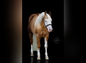 American Quarter Horse, Hengst, 10 Jahre, 151 cm, Palomino
