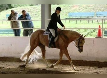 American Quarter Horse, Hengst, 20 Jahre, 160 cm, Palomino