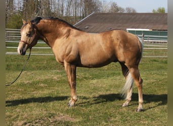 American Quarter Horse, Hengst, 20 Jahre, 160 cm, Palomino