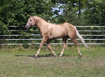 American Quarter Horse, Hengst, 20 Jahre, 160 cm, Palomino