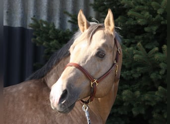 American Quarter Horse, Hengst, 20 Jahre, 160 cm, Palomino
