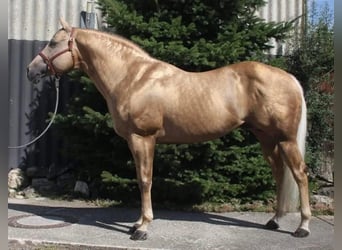 American Quarter Horse, Hengst, 20 Jahre, 160 cm, Palomino