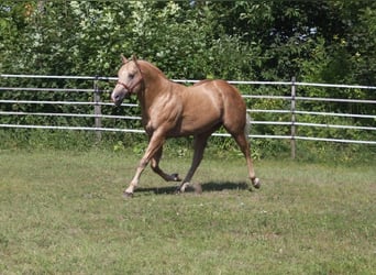 American Quarter Horse, Hengst, 20 Jahre, 160 cm, Palomino