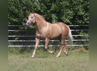 American Quarter Horse, Hengst, 20 Jahre, 160 cm, Palomino