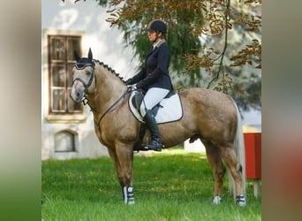 American Quarter Horse, Hengst, 20 Jahre, 160 cm, Palomino