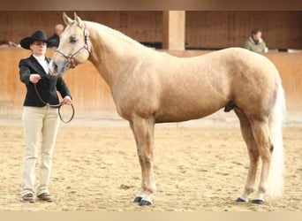 American Quarter Horse, Hengst, 20 Jahre, 160 cm, Palomino