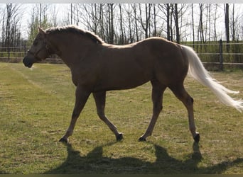 American Quarter Horse, Hengst, 20 Jahre, 160 cm, Palomino