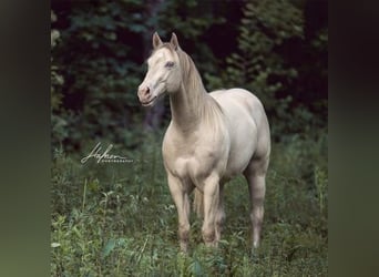 American Quarter Horse, Hengst, 9 Jahre, 152 cm, Perlino