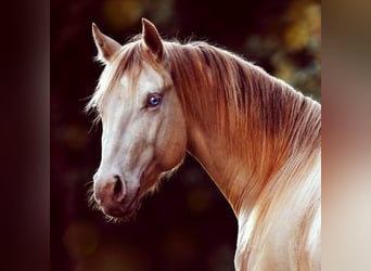 American Quarter Horse, Hengst, 9 Jahre, 152 cm, Perlino