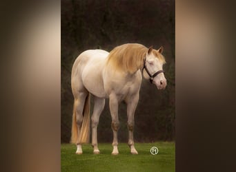 American Quarter Horse, Hengst, 9 Jahre, 152 cm, Perlino