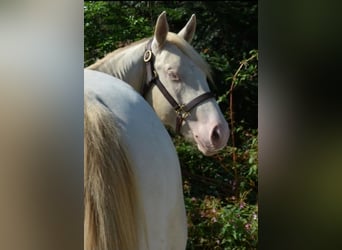 American Quarter Horse, Hengst, 3 Jaar, 143 cm, Perlino