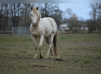 American Quarter Horse, Hengst, 15 Jahre, 150 cm, Perlino