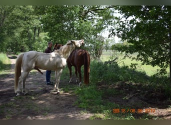 American Quarter Horse, Hengst, 15 Jahre, 150 cm, Perlino