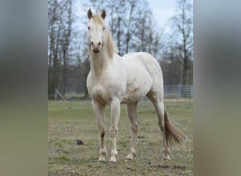 American Quarter Horse, Hengst, 15 Jahre, 150 cm, Perlino