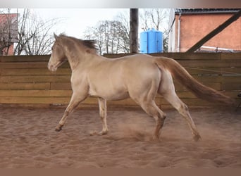 American Quarter Horse, Hengst, 15 Jahre, 150 cm, Perlino