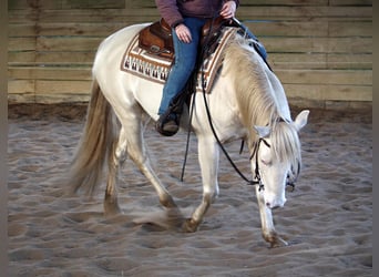 American Quarter Horse, Hengst, 15 Jahre, 150 cm, Perlino
