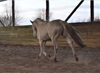 American Quarter Horse, Hengst, 15 Jahre, 150 cm, Perlino