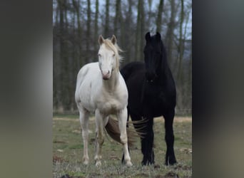 American Quarter Horse, Hengst, 15 Jahre, 150 cm, Perlino