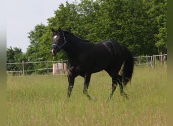 American Quarter Horse, Hengst, 5 Jahre, 167 cm, Rappe