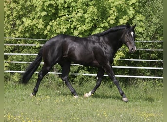 American Quarter Horse, Hengst, 5 Jahre, 167 cm, Rappe