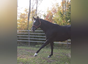 American Quarter Horse, Hengst, 5 Jahre, 167 cm, Rappe