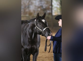 American Quarter Horse, Hengst, 5 Jahre, 167 cm, Rappe