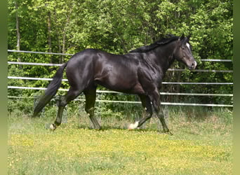 American Quarter Horse, Hengst, 5 Jahre, 167 cm, Rappe