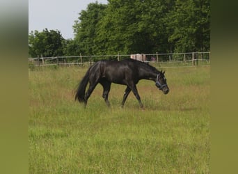 American Quarter Horse, Hengst, 5 Jahre, 167 cm, Rappe