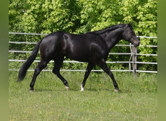 American Quarter Horse, Hengst, 5 Jahre, 167 cm, Rappe