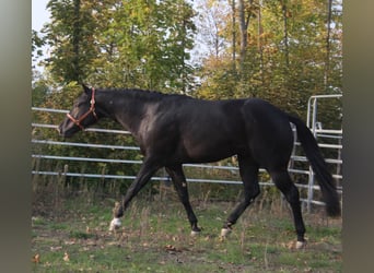American Quarter Horse, Hengst, 5 Jahre, 167 cm, Rappe
