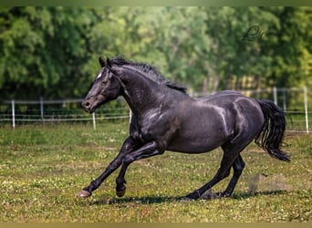 American Quarter Horse, Hengst, 22 Jahre, 148 cm, Rappe
