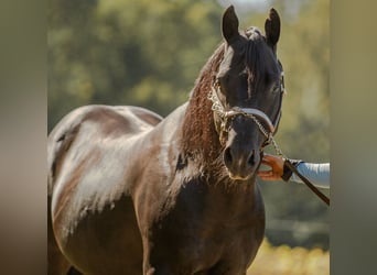 American Quarter Horse, Hengst, 22 Jahre, 148 cm, Rappe