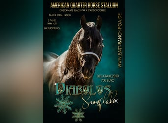 American Quarter Horse, Hengst, 22 Jahre, 148 cm, Rappe