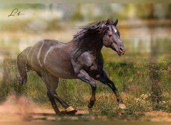American Quarter Horse, Hengst, 22 Jahre, 148 cm, Rappe