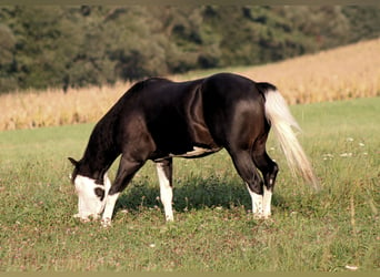 American Quarter Horse, Hengst, 2 Jahre, 148 cm, Rappe