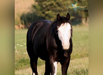 American Quarter Horse, Hengst, 2 Jahre, 148 cm, Rappe