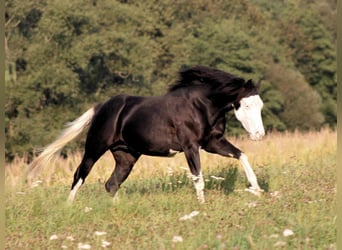 American Quarter Horse, Hengst, 2 Jahre, 148 cm, Rappe