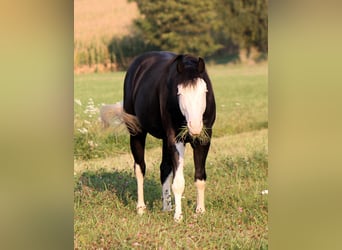 American Quarter Horse, Hengst, 2 Jahre, 148 cm, Rappe