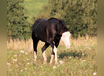 American Quarter Horse, Hengst, 2 Jahre, 148 cm, Rappe