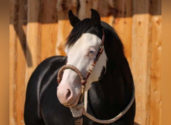 American Quarter Horse, Hengst, 2 Jahre, 148 cm, Rappe