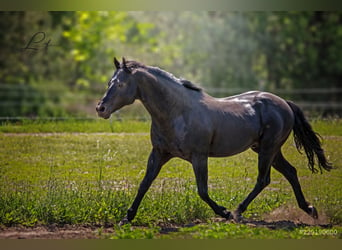 American Quarter Horse, Hengst, 21 Jahre, 148 cm, Rappe