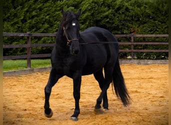 American Quarter Horse, Hengst, 5 Jahre, 147 cm, Rappe